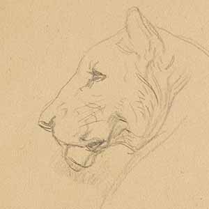 Studies of a Lioness
